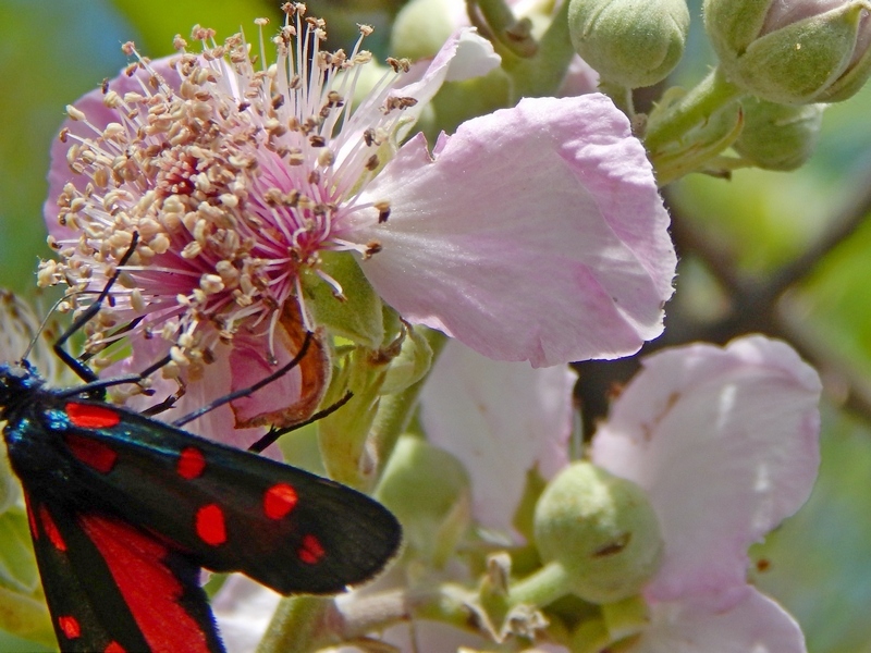 Zygaenidae: Zygaena (Zygaena) transalpina